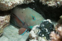 Rost-Papageifisch (Scarus ferrugineus)